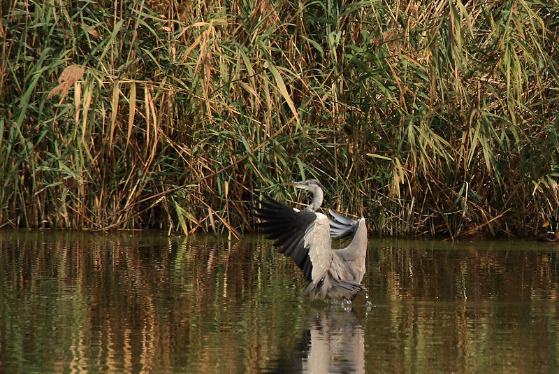 L''oasi WWF Stagni di Focognano (C.pi Bisenzio)